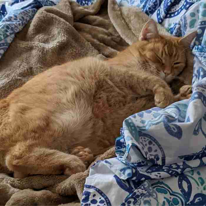 Orange Tabby Cats For Adoption Near You Adoptable Pet Listings