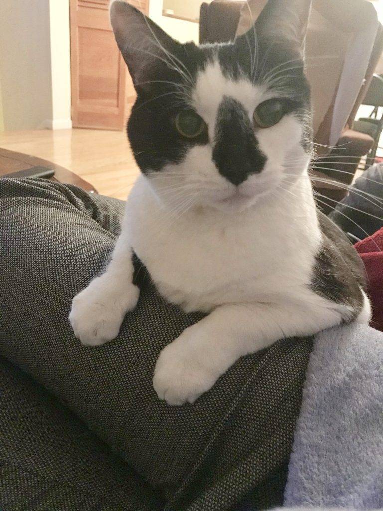 Long Island NY Amazing Tuxedo Cat For Private Adoption Meet Dr. Sweets