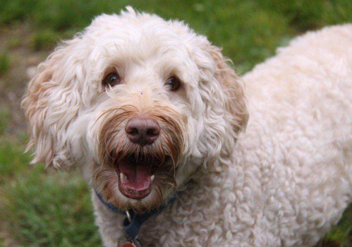 Goldendoodle For Adoption in Seattle WA Pet Rehoming Services