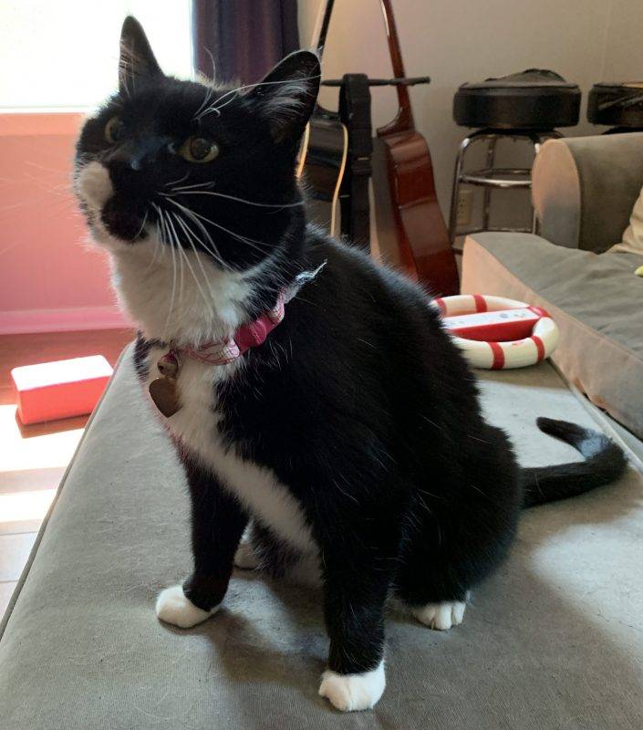 Sweet Senior Black and White Tuxedo Cat For Private Adoption in Atlanta