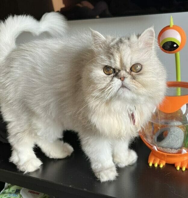 Miniature Persian Cat For Adoption in Edmonton Meet Posh