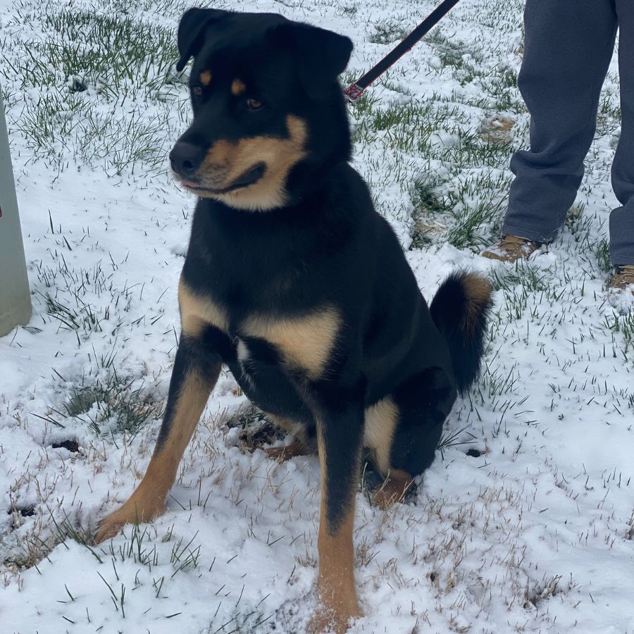 Handsome Rottweiler Siberian Husky Mix (Rottsky) for Adoption in