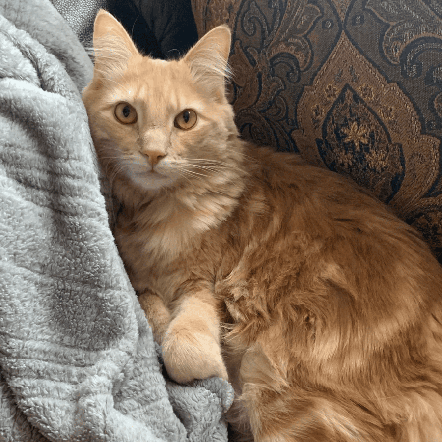 Adopt Romeo Siberian Mix Cat for Adoption in New York NY Supplies