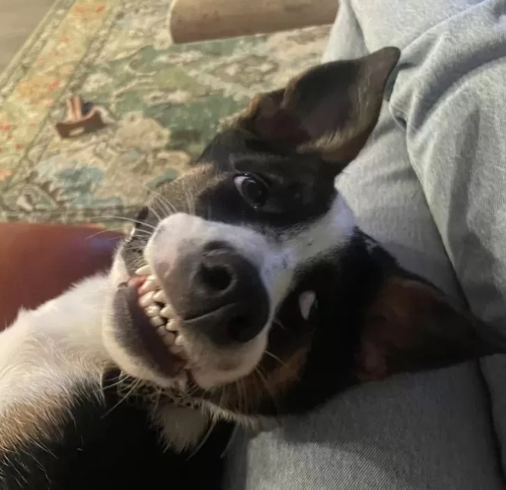 1 Genius German Australian Shepherd Cattle Dog Mix Dog For Adoption in