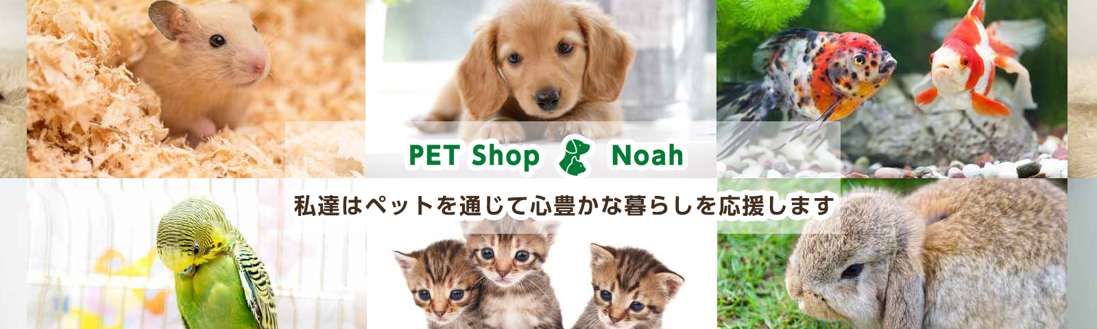 ペットショップノア 子犬・子猫をはじめ、多彩なペットたちを販売しています。