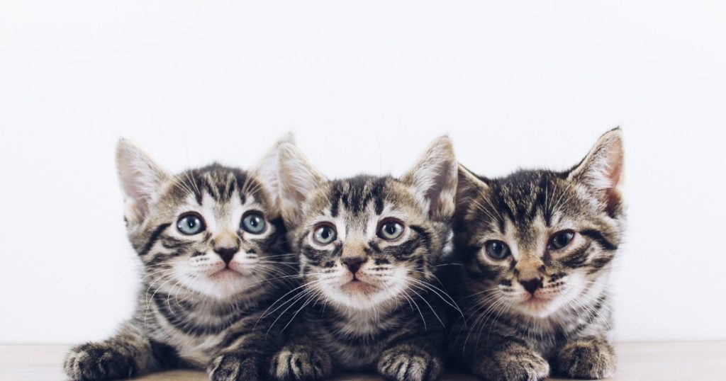 【子猫のおすすめキャットフードの選び方】5つのポイントを押さえて、健康的に育てる！ ペット用品ラフラフ