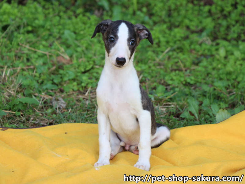 ウィペット子犬販売情報、ID11276 ブリーダーの子犬販売専門店【ペットショップさくら】