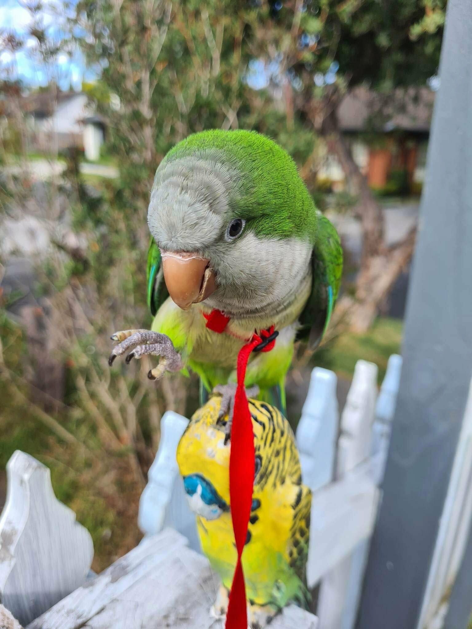 Aviator Parrot Harness with Leash Various Sizes