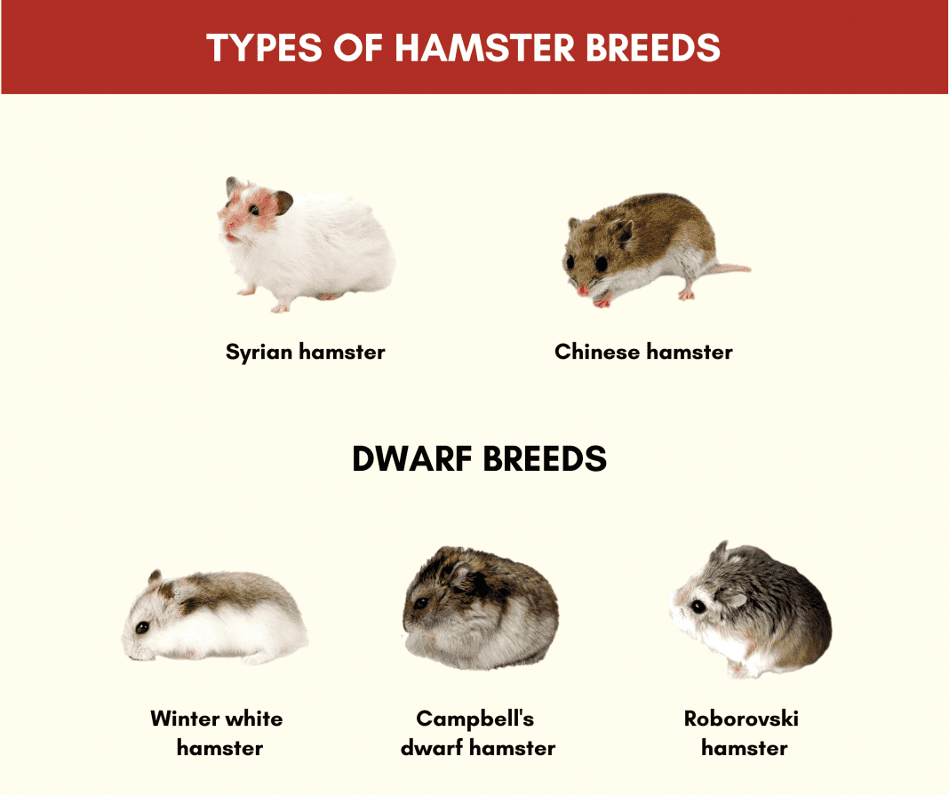 Hamsters