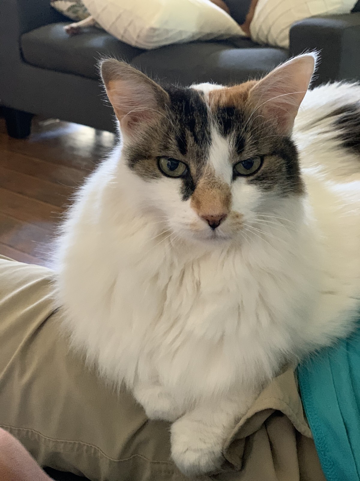 Adopt Isabelle A Calico Or Dilute Calico Maine Coon