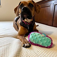 Fort Collins, CO Coonhound. Meet Isabel a Pet for