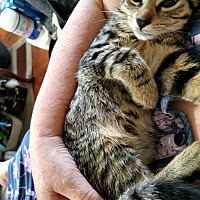 Ks Kitten Rescue In Brick, New Jersey - Adoptapet.com