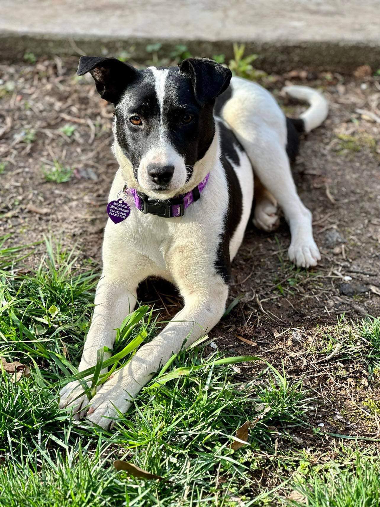 Adopt Arya a Black with White Canaan Dog / Mixed dog in Niagara Falls