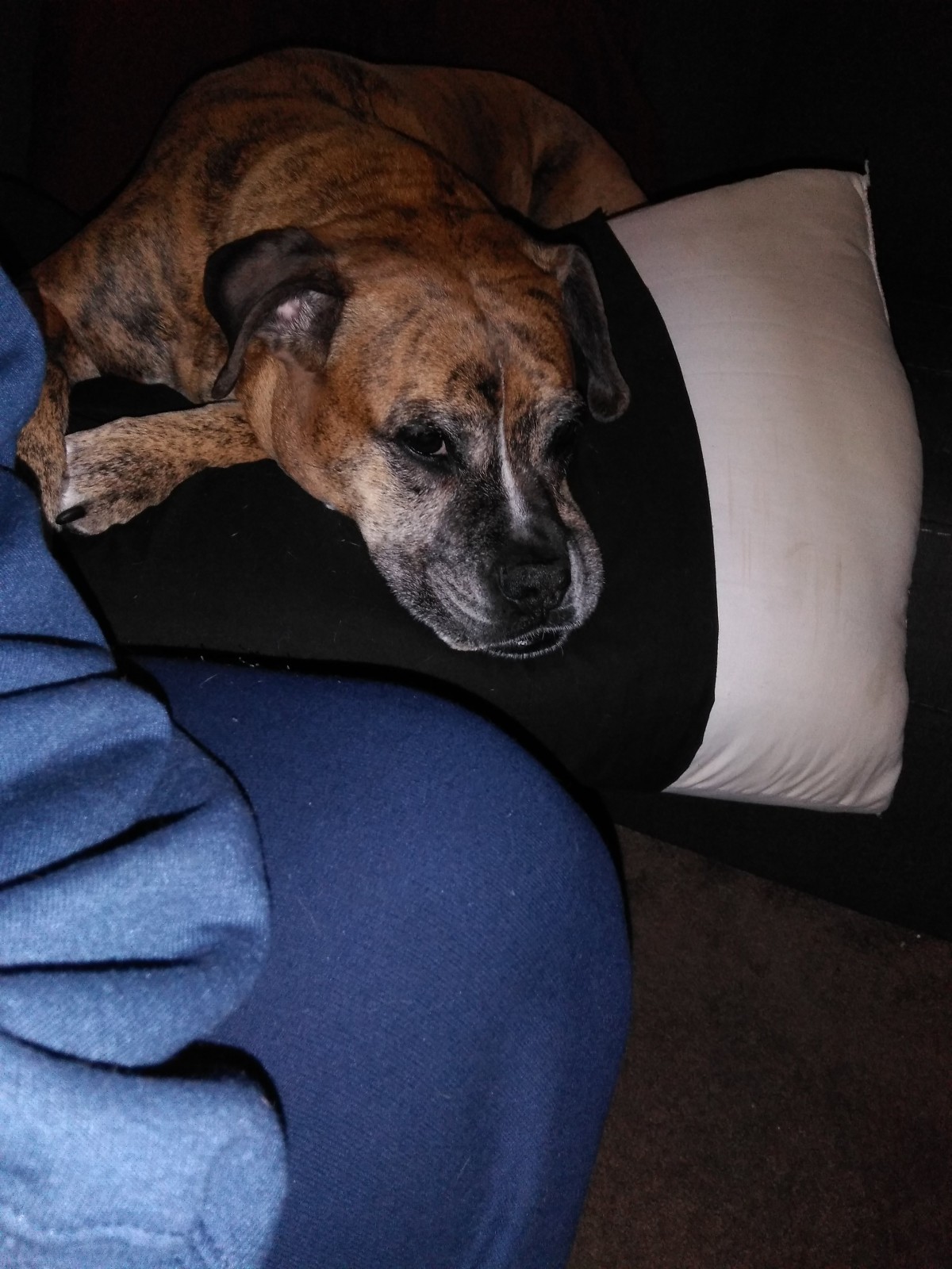 Adopt Bella a Brown/Chocolate with White Boxer