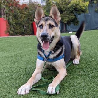 Sacramento, CA Husky. Meet Gunther a Pet for Adoption