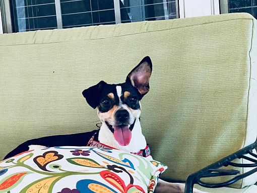 Clifton Park, NY Rat Terrier. Meet Allister a Pet for Adoption.