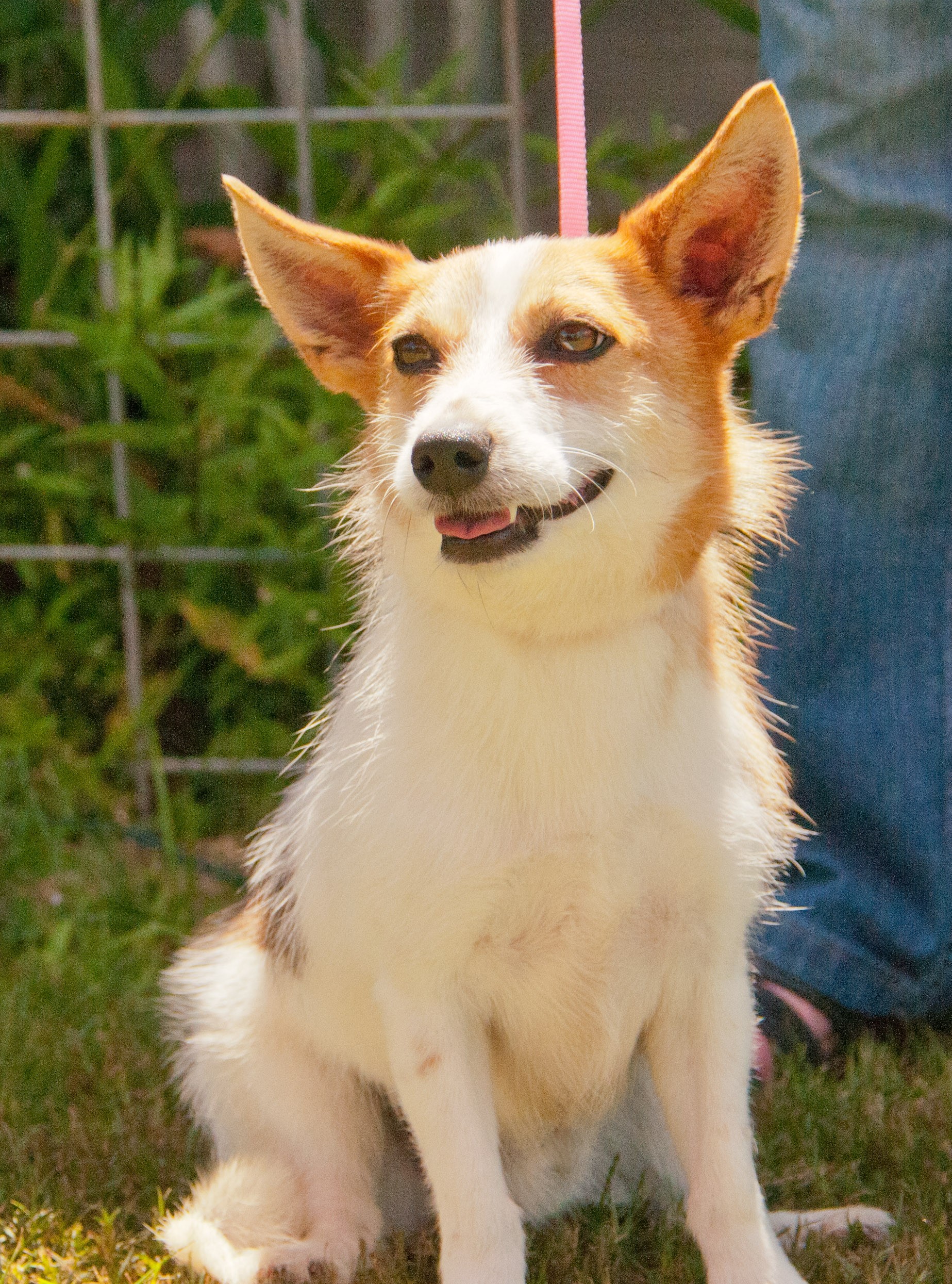 Puppies For Adoption In Wisconsin Dog For Adoption Cooper A
