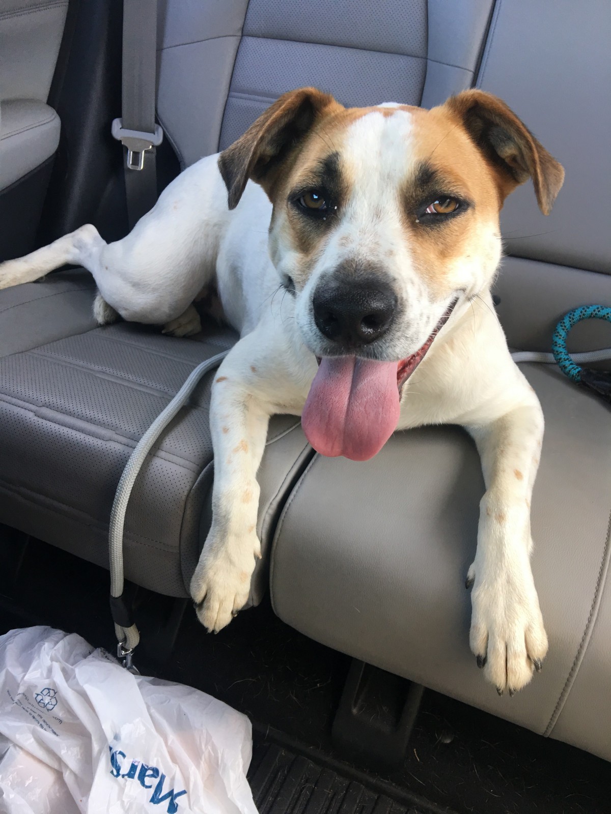 Adopt Meiomi a White with Brown or Chocolate Jack Russell Terrier