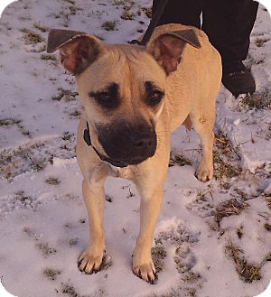 Metamora, In - Border Terrier. Meet Julie A Pet For Adoption - Adoptapet.com