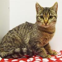 Sacramento, CA Domestic Shorthair. Meet KIKO a Pet for