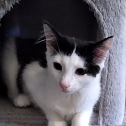 Kittynap Kitten Rescues & Adoptions (Bethpage) In Bethpage, New York - Adoptapet.com