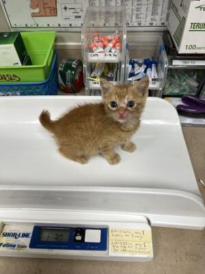 Farmers Branch, TX Domestic Shorthair/Domestic Shorthair. Meet Bobby