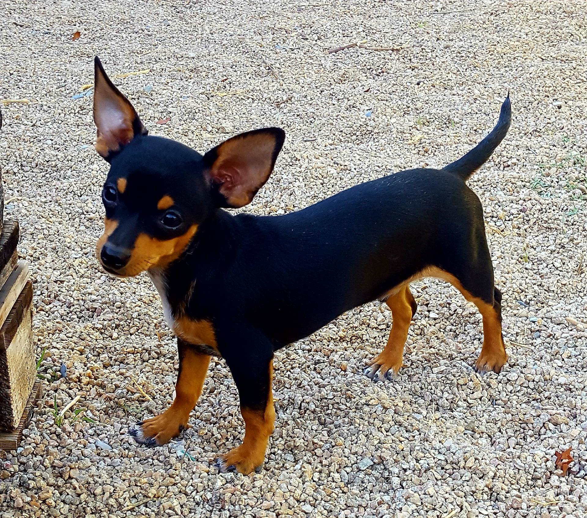 Adopt Oliver a Black with Tan, Yellow or Fawn Jack Russell Terrier