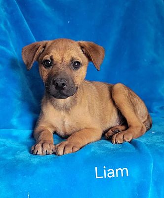 Elkton, MD German Shepherd Dog/Labrador Retriever. Meet Liam a Pet