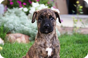 Westminster, Co - Boxer. Meet Samurai A Pet For Adoption - Adoptapet.com
