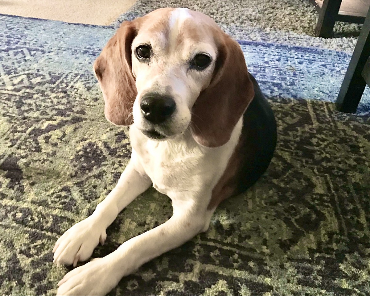 Adopt Otis a Tricolor (Tan/Brown & Black & White) Beagle