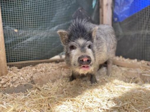 Washington, DC Pig (Farm). Meet Poombah a Pet for Adoption.