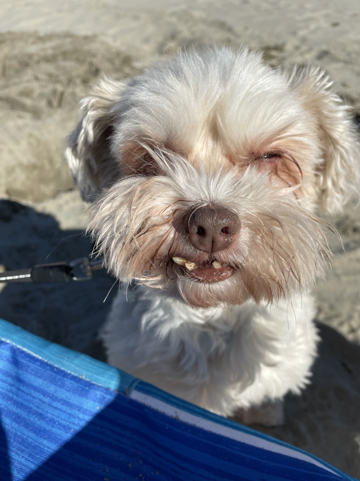 Adopt Tight a White with Brown or Chocolate Havanese