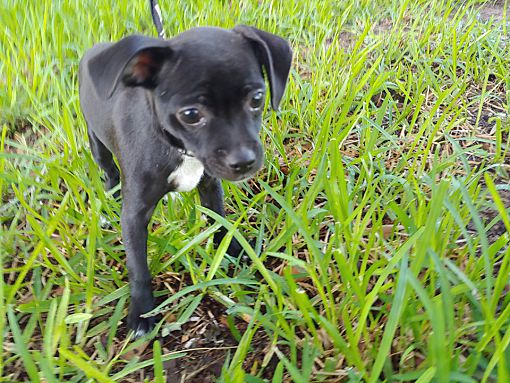 Buffalo, NY Chihuahua. Meet Maddie a Pet for Adoption.