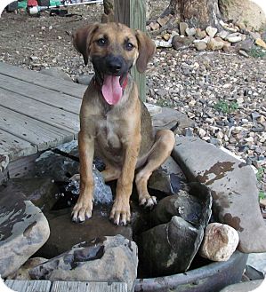 Mount Ida, Ar - Mountain Cur. Meet Melody A Pet For Adoption - Adoptapet.com