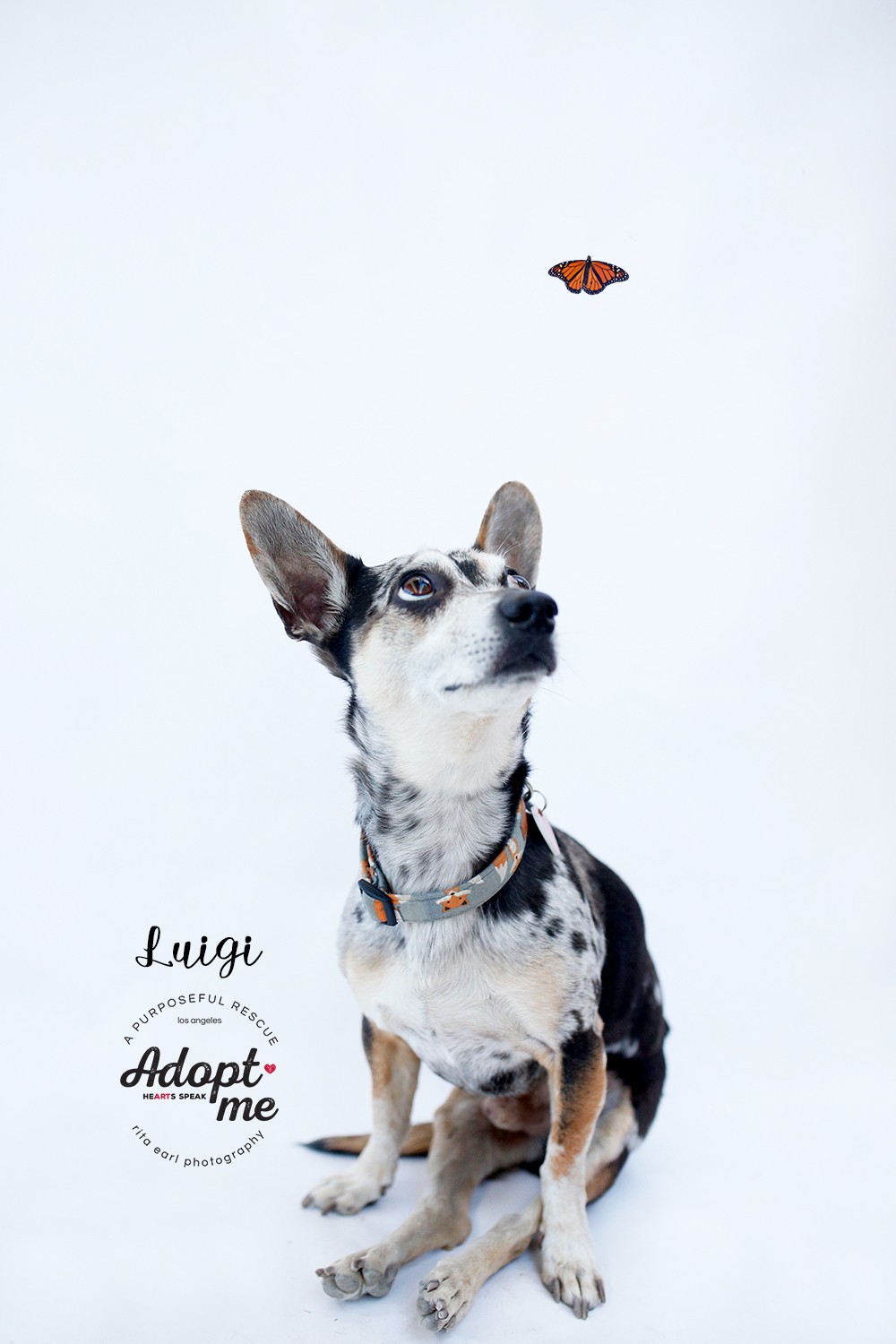 79+ Ciao Weenie Dog l2sanpiero