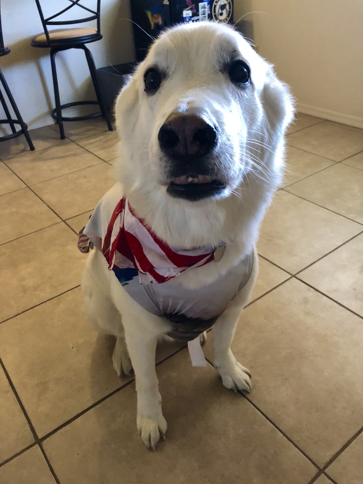 Adopt Obi a White Husky / Retriever (Unknown Type) / Mixed