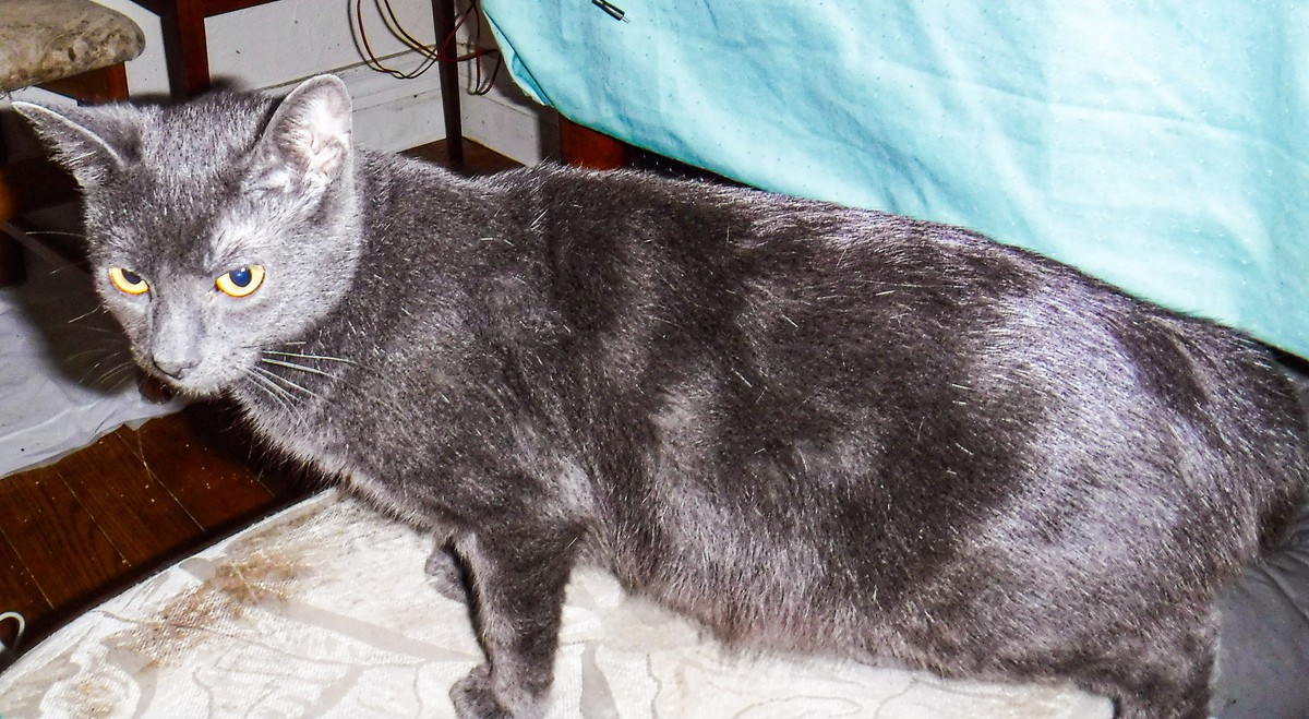 Adopt Kiki A Gray Or Blue Russian Blue (short Coat) Cat In