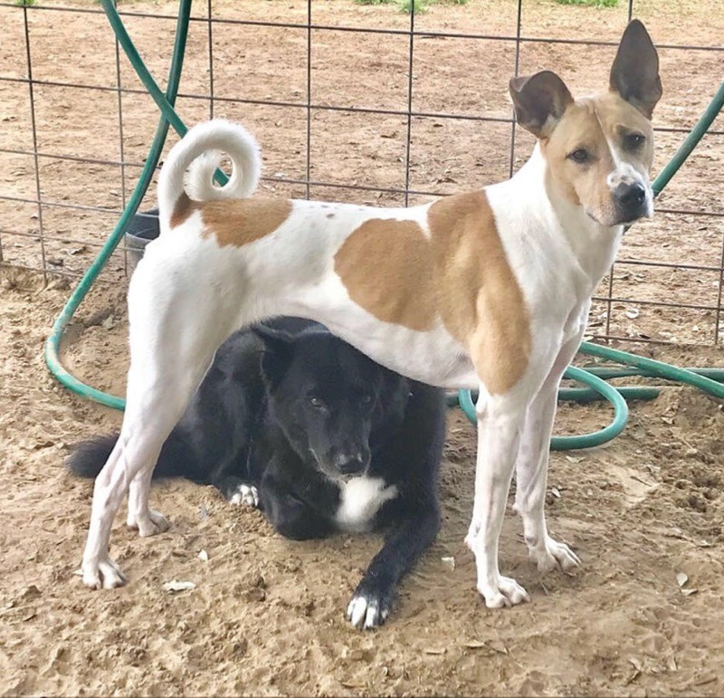 Adopt Sadie a White with Tan, Yellow or Fawn Basenji