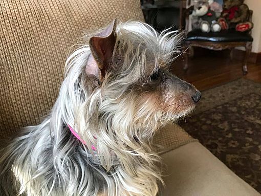 Small Breed Dog Rescue Rochester Ny