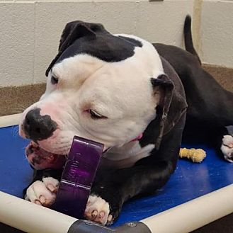 Chatham, VA Bulldog. Meet Molly a Pet for Adoption