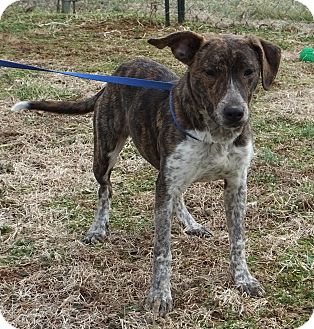 Franklin, Ky - Mountain Cur. Meet Athena A Pet For Adoption - Adoptapet.com