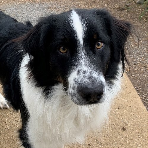 Adopt Remedy a Black with White Australian Shepherd
