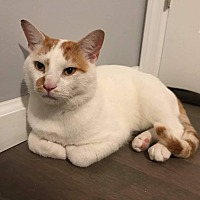Ks Kitten Rescue In Brick, New Jersey - Adoptapet.com
