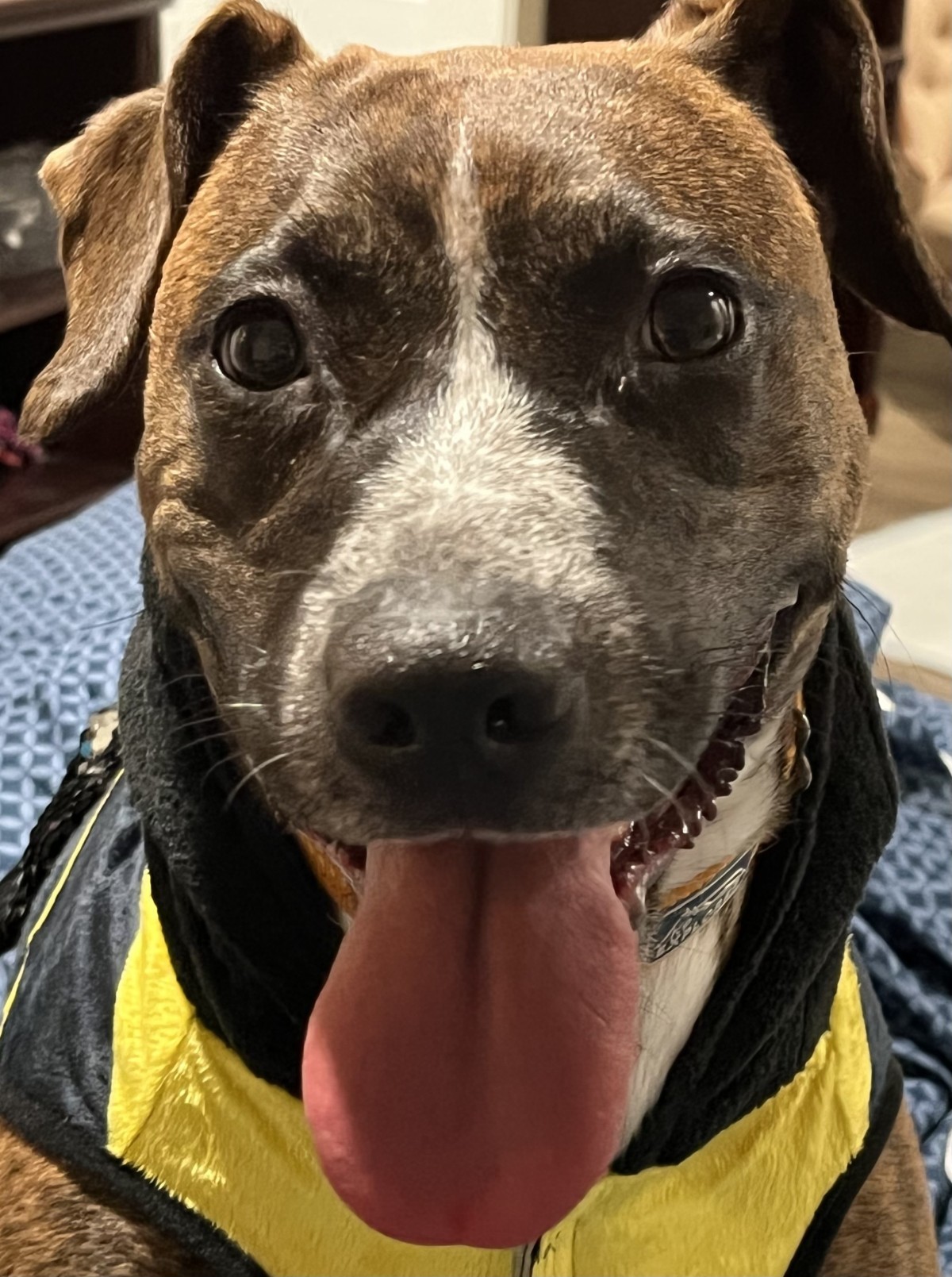 Adopt Lucy a Brindle American Pit Bull Terrier dog in Dublin, GA