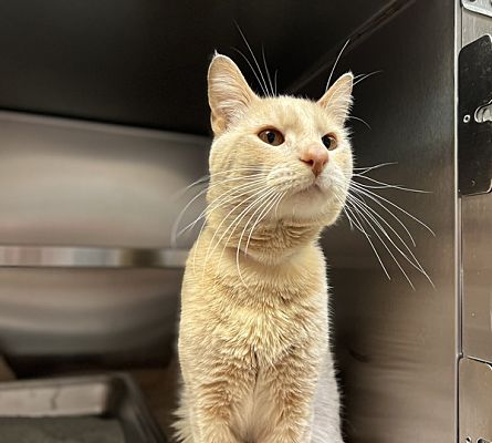 Edmonton, AB Domestic Shorthair. Meet Cattitude Whale a Pet for