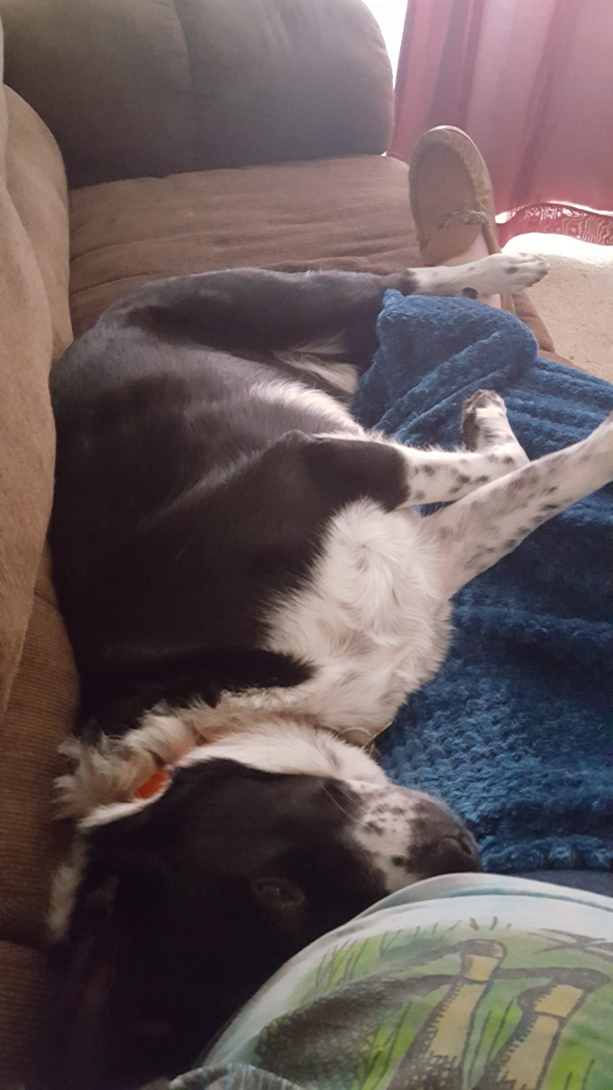 Adopt Willie a Black with White Australian Shepherd / Border Collie