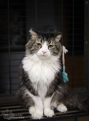 Oklahoma City, Ok - Maine Coon. Meet Taylor * A Pet For Adoption - Adoptapet.com