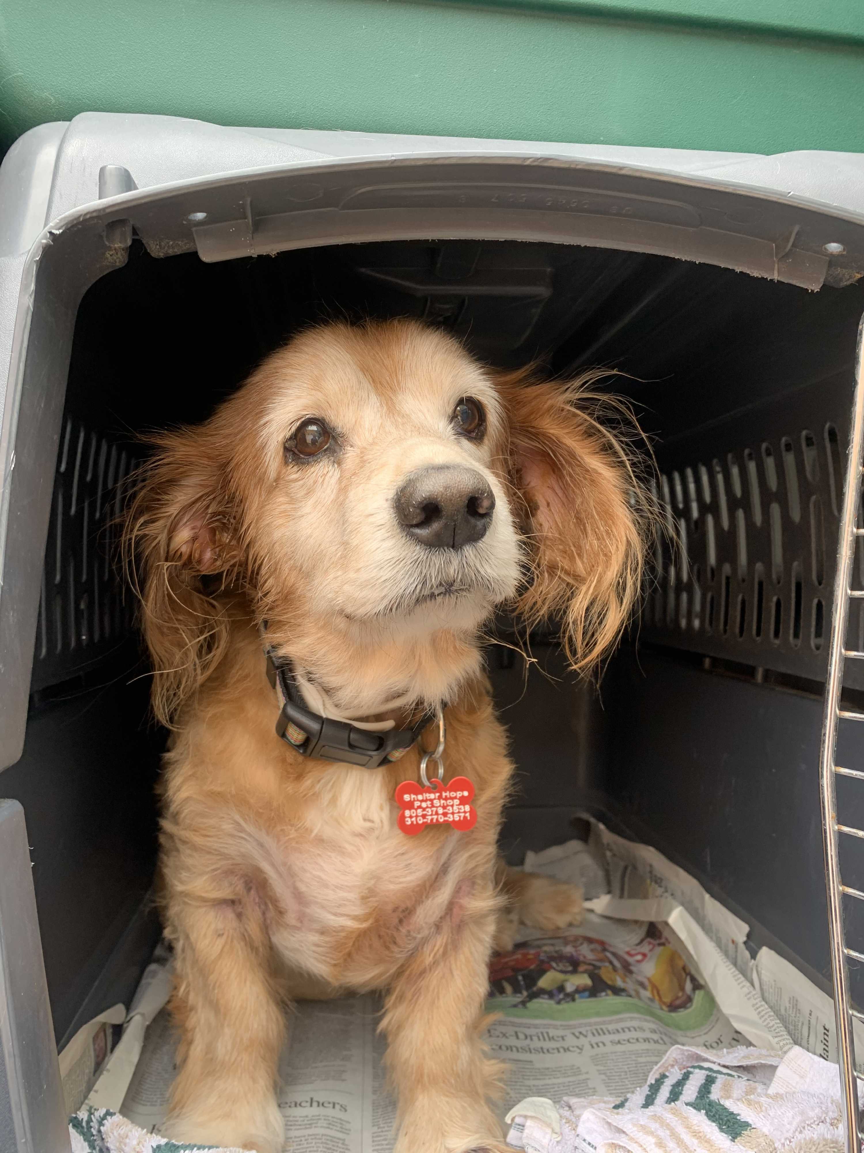 Adopt Sheldon a Tan/Yellow/Fawn Cocker Spaniel / Mixed dog in Thousand
