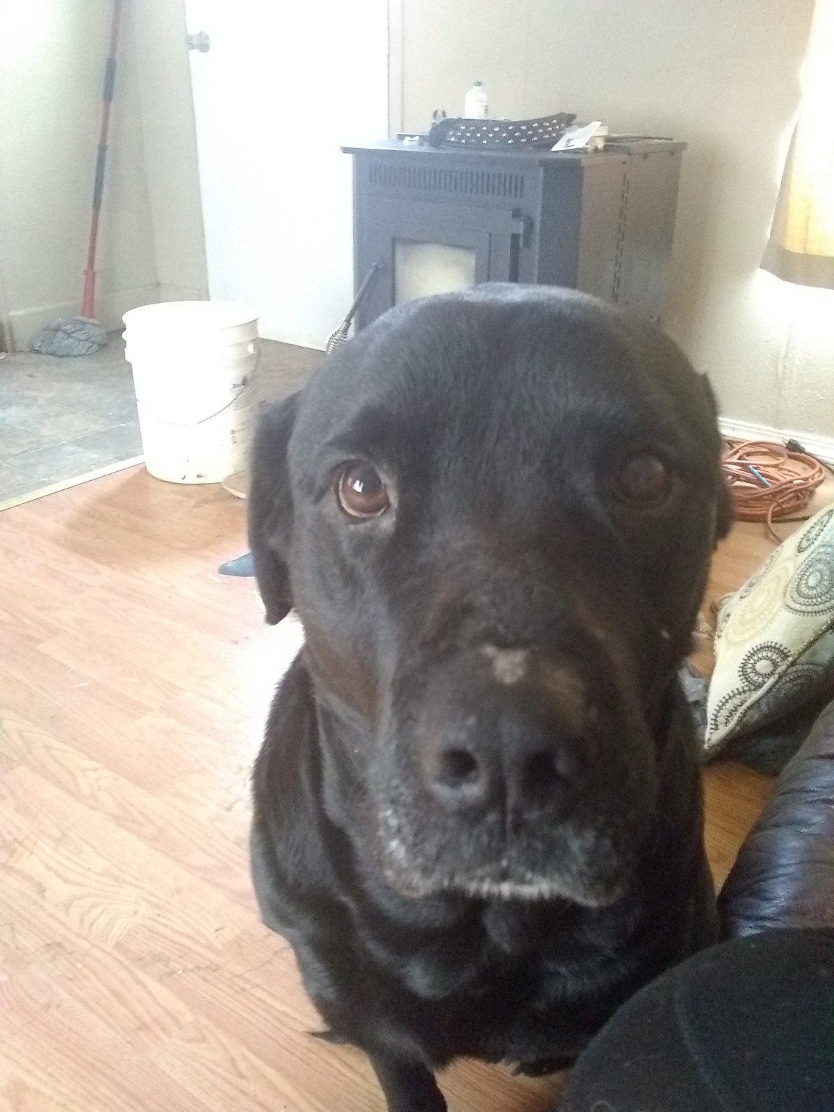 Adopt Tre a Black Labrador Retriever / Mastiff / Mixed dog