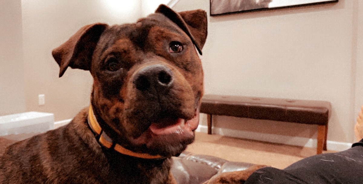 Brindle Boerboel Rottweiler Mix Rottweiler puppy dog for